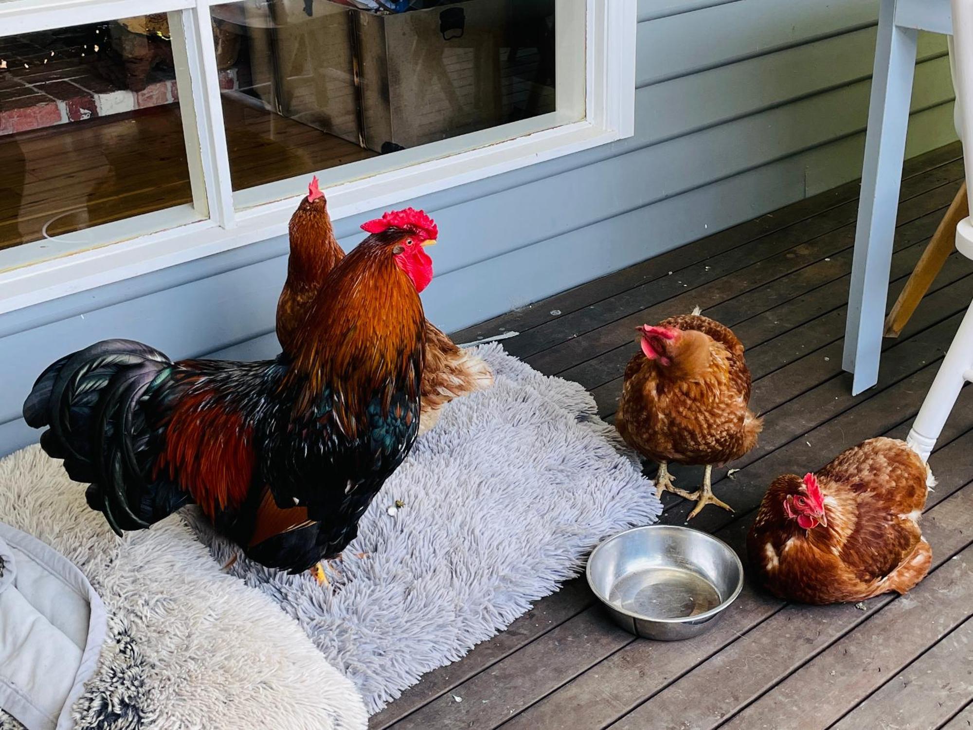 Farm Stay Maple Cottage At Wilindi Estate Tyabb Eksteriør bilde